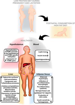 Cardiometabolic Effects of Postnatal High-Fat Diet Consumption in Offspring Exposed to Maternal Protein Restriction In Utero